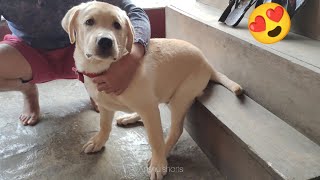 Labrador dog play time 🐕❤️ labrador dog cute funny video 😍❤️ #viral #trending #labrador