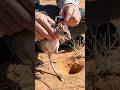 Inside the Burrow of a Kangaroo Rat 🐀⚡ | Underground Survival POV | Desert Wildlife Documentary