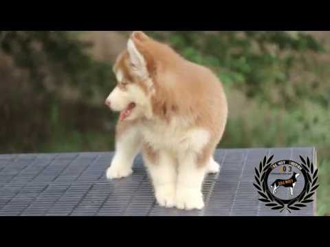 Wooly Coat husky