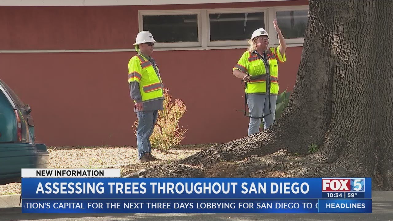 San Diego Gives Update On Street Tree Inventory Analysis