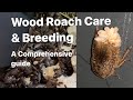 The Complete Guide To Breeding Woodies (speckled lobster Roach)