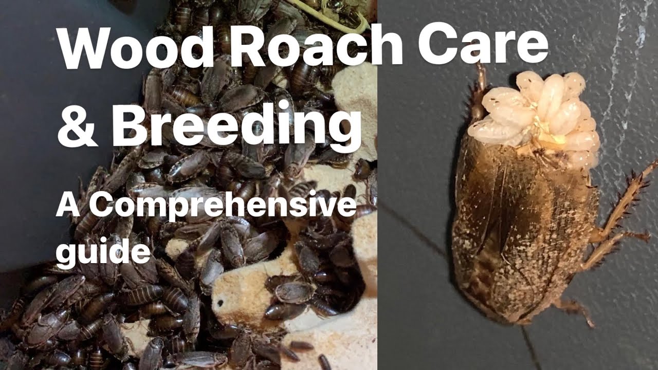 The Complete Guide To Breeding Woodies (speckled lobster Roach) YouTube