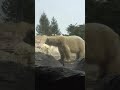 強そうだな🐻 very strong😊 八木山動物園🦁 2021.3.12 八木山動物園 シロクマ Yakiyama Zoo White bear