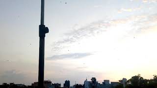 Kites on 15th August Delhi