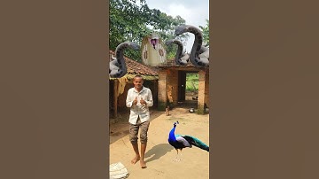 Man vs Giant Snakes 🐍 | Epic VFX Village Scene with Peacock #snake #vfx #youtubeshorts #funny