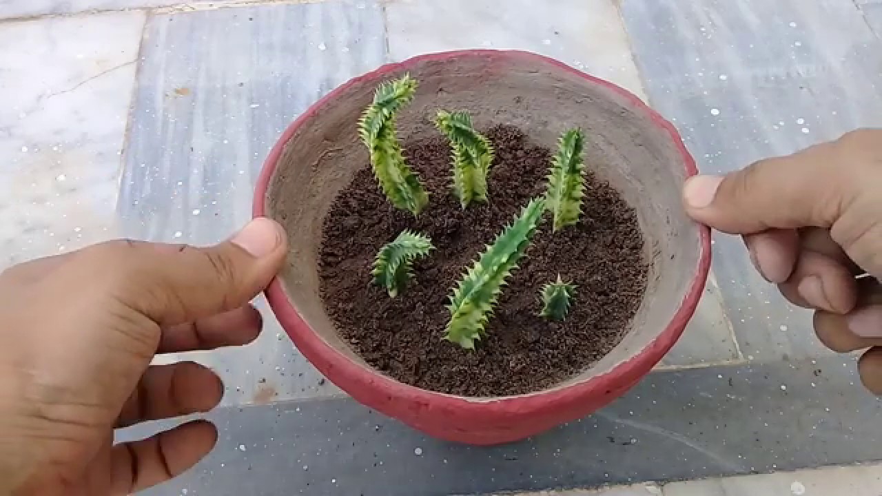 How to Grow Stapelia Variegata from Cutting | Starfish Flower