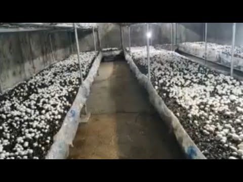 طريقة زراعة الفطر الأبيض بحرفية وسهولة وإنتاج غزير
