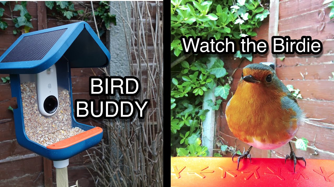 BIRD BUDDY - The reluctant Twitcher 