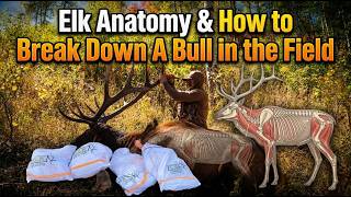 Where To Shoot An Elk & How To Debone It | One Complete Guide