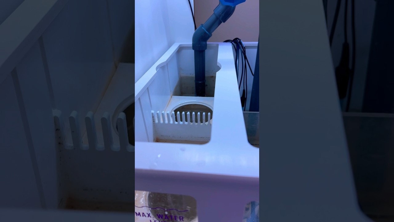 Struggling with low nutrients in reef tank