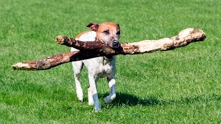 Dogs Playing Fetch #99 by Dogs Are Awesome - Funny Dog Videos 1,917 views 7 years ago 3 minutes, 8 seconds