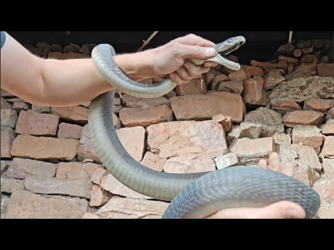 SIX HOURS to catch this BLACK MAMBA !