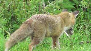 The fox on the hunt ; Der Fuchs auf der Jagd ; Vulpea la vânătoare