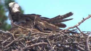 Florida Osprey