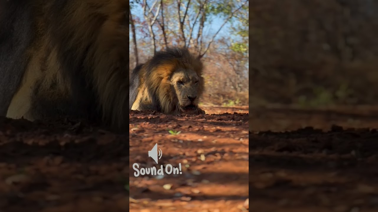 Lion King Voice very powerfull 🔥🦁🔥🔥🔥🔥 