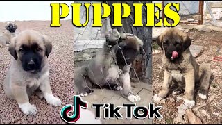 The Best Cute Tiktok Kangal Malaklı Anatolian Shepherd Dog Puppies 2021 | TikTok Dogs Compilation by Kangal Empire 121 views 2 years ago 8 minutes, 9 seconds