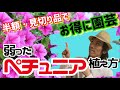 【花苗の植え方】ペチュニアが売れ残り、見切り品となって弱っていたので復活作戦！【見切り品、弱ったお花を元気に復活させます】
