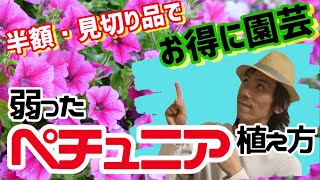 【花苗の植え方】ペチュニアが売れ残り、見切り品となって弱っていたので復活作戦！【見切り品、弱ったお花を元気に復活させます】