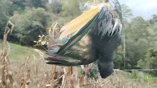 LAS AVES COMO PLAGAS, QUE TIENEN EN APRIETOS A LOS CAMPESINOS EN COLOMBIA