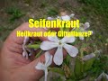 Seifenkraut - Saponaria als Heilkraut oder Giftpflanze?