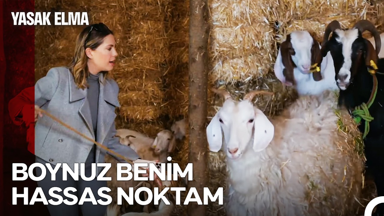 Yıldız Yılmaz Zengin Olma Yolunda #78: Keçi Halit Başıma Bela Oldu - Yasak Elma