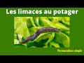 Les limaces au potager potager permaculture shortstatus subscribe potagerbio autonomie