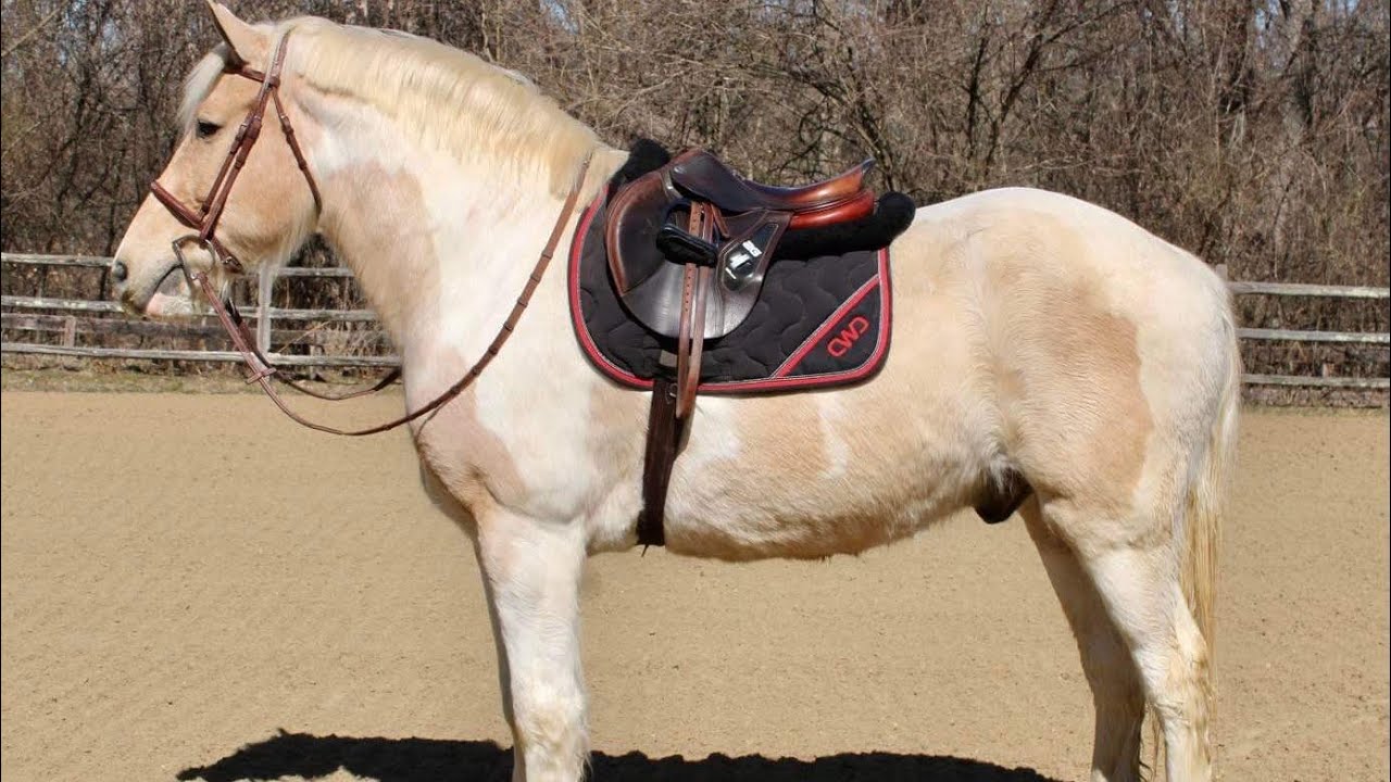 Billy Presented by Diamanté Equestrian YouTube