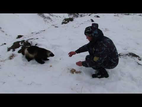 Встреча с росомахой Камчатка Мутновская ГеоЭС