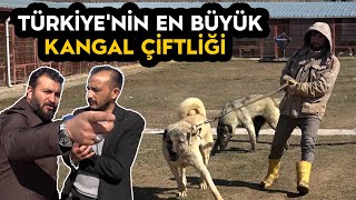 Türkiye'nin En Büyük Kangal Çiftliği | Anadolu Aslanları