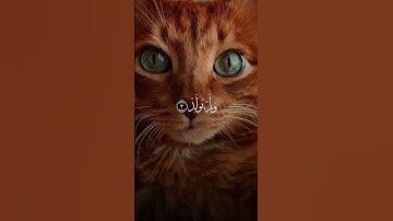 قل هوالله احد~سورة الإخلاص~كاملة ~🎧🤍