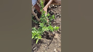 watering the lemon tree #nature #farming #lemonplant #shorts