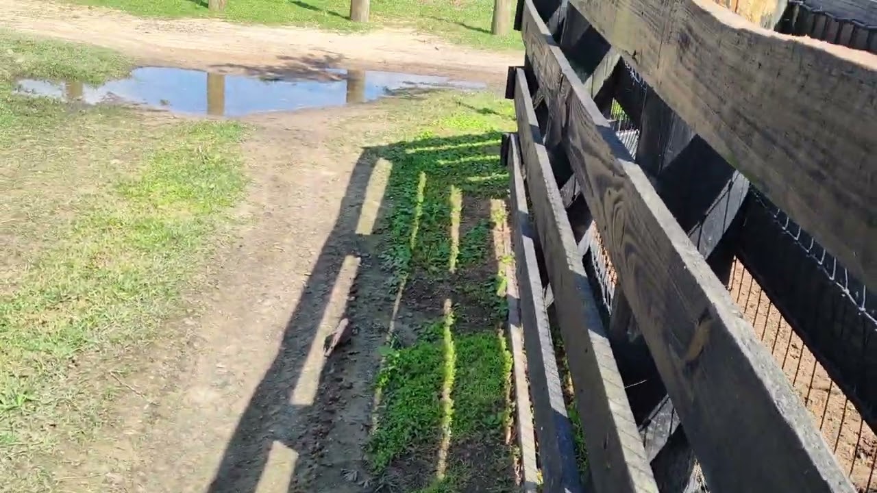 Little bird hanging around while I break horses.