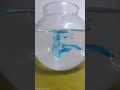 Food colour in Normal And Salt Water Experiment |THHE | #shorts #THHE