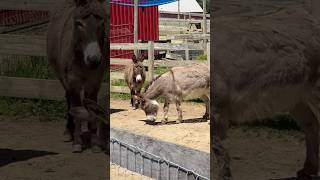 A Day at a Family Farm | Ponies in the Barn, Animals & Lake View