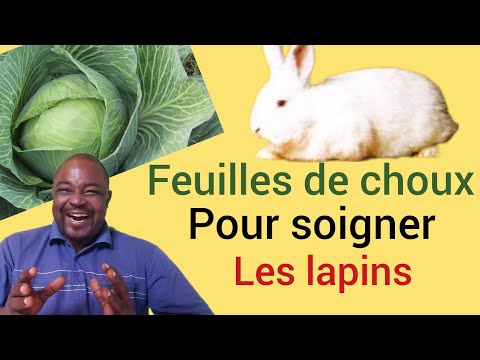 Vidéo: Est-ce que les lapins mangent du chou ?