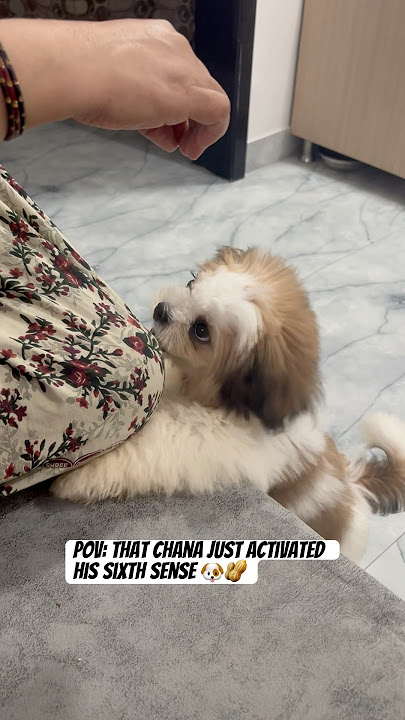 That Channa Just Acted Like Casper’s Sixth Sense! 😳🐶 | Real or Magic?