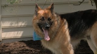 Celebrity Doggy Play Date | Kate Plus 8 Wealth