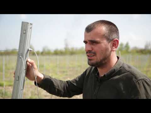 სადემონსტრაციო ნაკვეთი ვენახის ბოძები