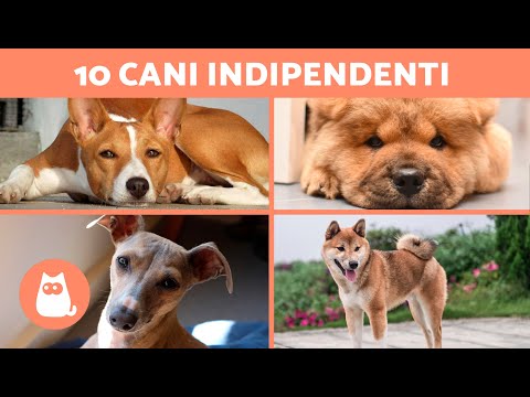 Video: 15 razze di cani che preferiscono gli esseri umani agli altri cani