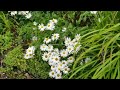 路边的野花(2024年7月24日散步时拍) #nature #beautifulnature