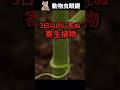 芽が出て3日以内に未来が決められる寄生植物