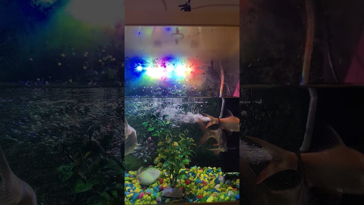 #fish #aquarium #gold fish 🐠🐠🐠🐠🐠🐠😍🥰🤩🙏🙏