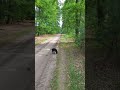 Oto czwarty lasek bukowy.