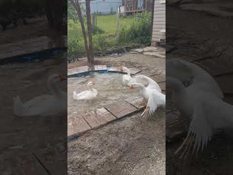 И под водой плавают #winterbirds #goose #animals #birds #winter #funny