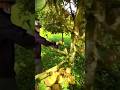 Amazing! Smart farmers cultivate thick durian trees from grafting #shorts