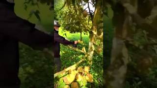 Amazing! Smart farmers cultivate thick durian trees from grafting #shorts