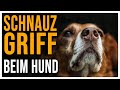 Erziehung per schnauzgriff  gut oder schlecht was passiert dabei eigentlich