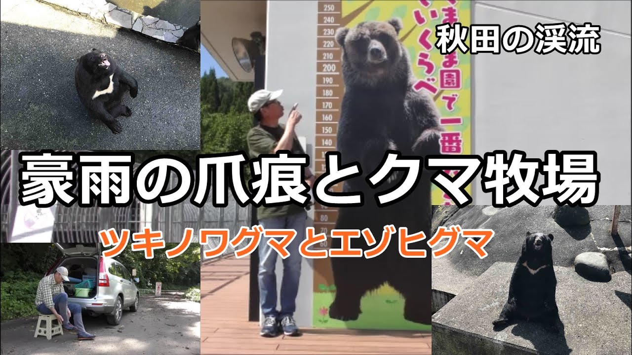 豪雨の爪痕とクマ牧場 / 秋田の渓流 / みちのく釣りの旅  ﾌﾗｲﾌｨｯｼﾝｸﾞ渓流釣り(4K) fly fishing