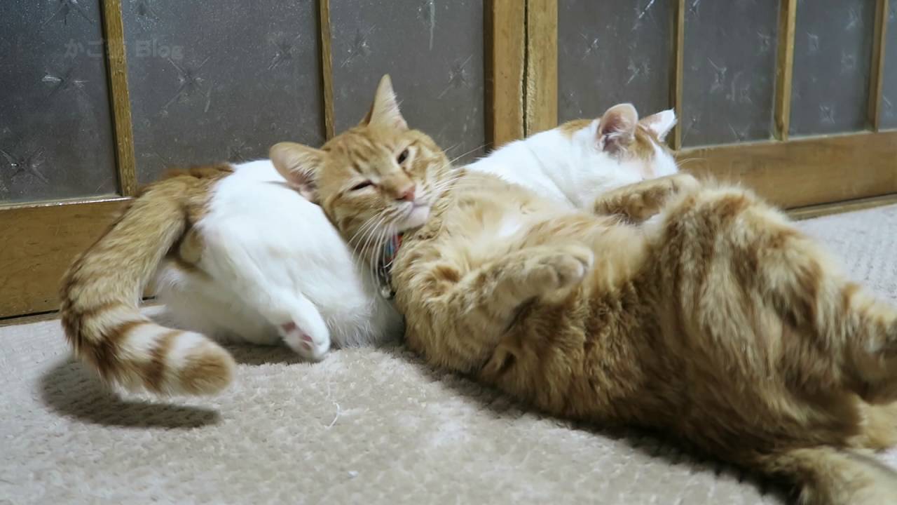 猫枕でお昼寝するネコ  