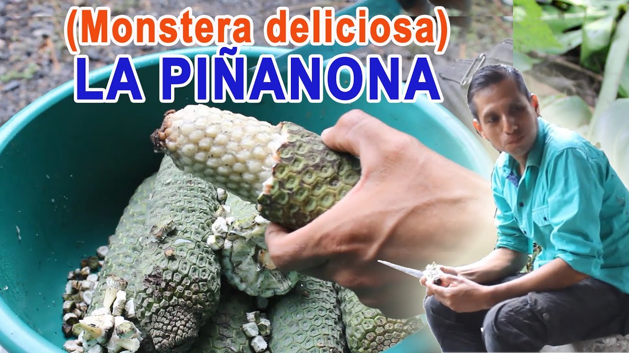 LA PIÑANONA O COSTILLA DE ADÁN (Monstera deliciosa) - FRUTAS EXÓTICAS ...